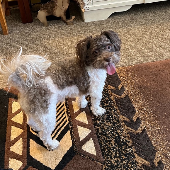 Meet your Posher, Donni - Picture 8 of 16